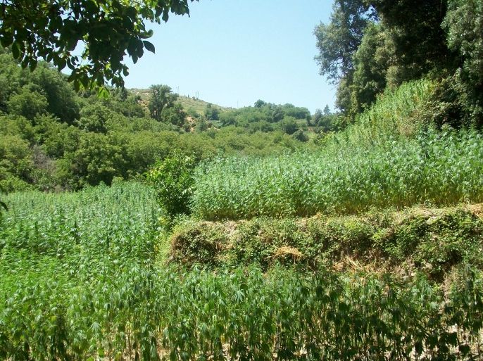 حقول زراعة الكيف بشمال المغرب ـ منطقة صنهاجة سراير بأعلى قمم جبال الريف