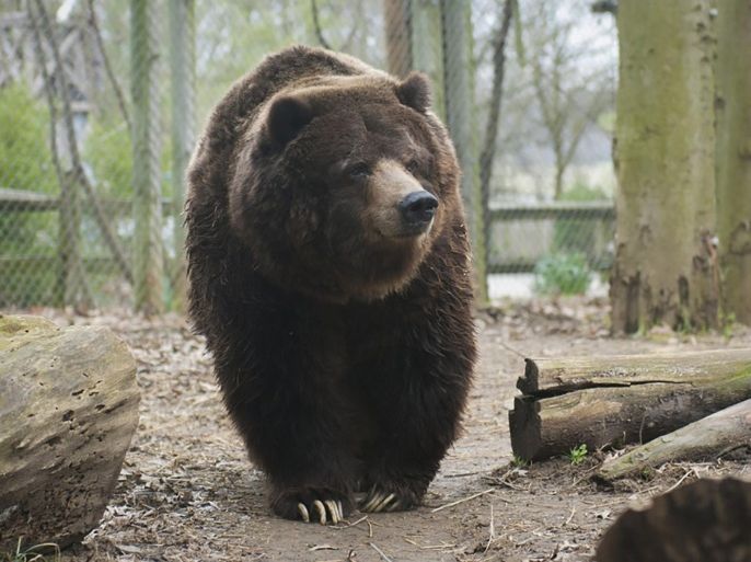 A female grizzly bear named Ginger is seen in an undated picture released by the Columbus Zoo and Aquarium in Columbus, Ohio on September 11, 2015. Ginger, the oldest brown bear in captivity in North America, was euthanized at the age of 40 on Thursday afternoon due to severe conditions brought on by old age, the zoo said. REUTERS/Columbus Zoo and Aquarium/Handout via ReutersATTENTION EDITORS - THIS PICTURE WAS PROVIDED BY A THIRD PARTY. REUTERS IS UNABLE TO INDEPENDENTLY VERIFY THE AUTHENTICITY, CONTENT, LOCATION OR DATE OF THIS IMAGE. FOR EDITORIAL USE ONLY. NOT FOR SALE FOR MARKETING OR ADVERTISING CAMPAIGNS. NO SALES. THIS PICTURE IS DISTRIBUTED EXACTLY AS RECEIVED BY REUTERS, AS A SERVICE TO CLIENTS.
