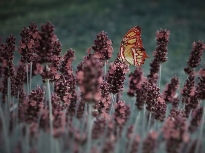 blogs - butterfly