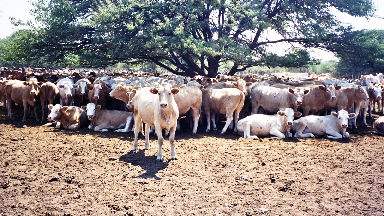 المواشي وخصوصا الأبقار أهم ثروة زراعية لدى البوتسوانيين واليوم تملك نصف العائلات قطيعا من المواشي (الجزيرة)