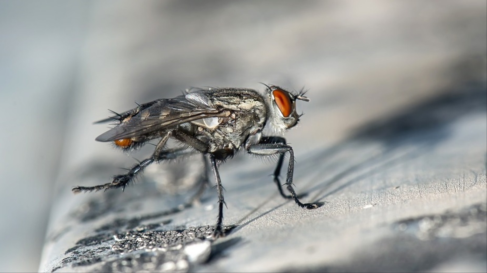 ‪المئات من الذباب يتطاير داخل اثنين من أربعة أماكن لتربية الحشرات‬ (موقع بيكسبياي)