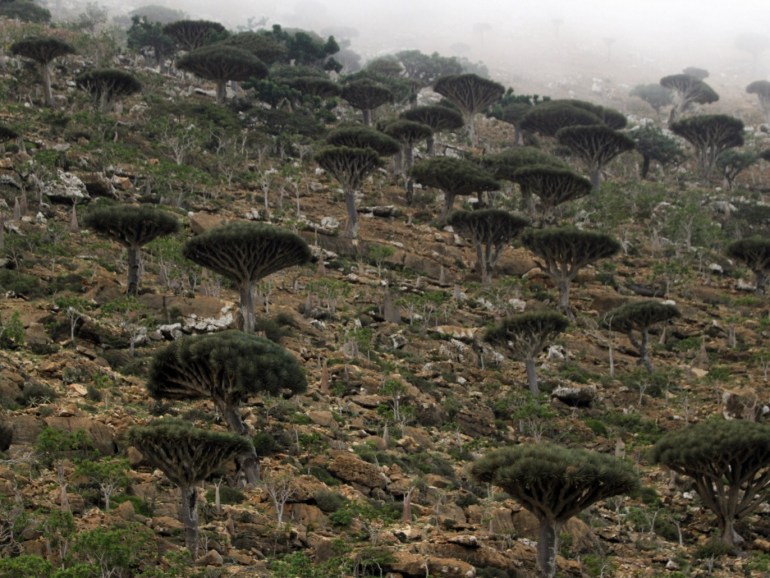 Dragon's Blood trees, known locally as Dam al-Akhawain or blood of the two brothers, are pictured on Socotra island November 21, 2013. The Socotra islands, in the Arabian Sea 380 km south of mainland Yemen and 80 km west of the Horn of Africa, harbour many unique species of birds and plants and gained UNESCO recognition in July 2008 as a world natural heritage site. REUTERS/Mohamed al-Sayaghi (YEMEN - Tags: TRAVEL ENVIRONMENT)