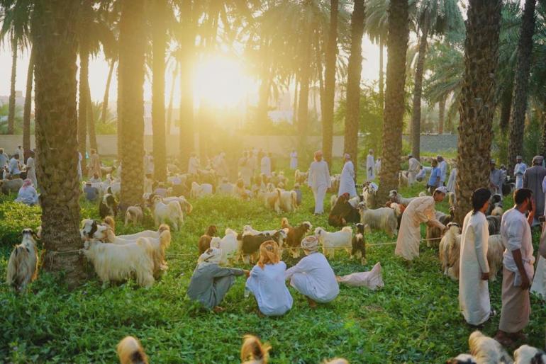 تأثر مربوا الثروة الحيوانية سلبا من كورونا بانخفاض القوة الشرائية للأغنام في العيد (الجزيرة نت)