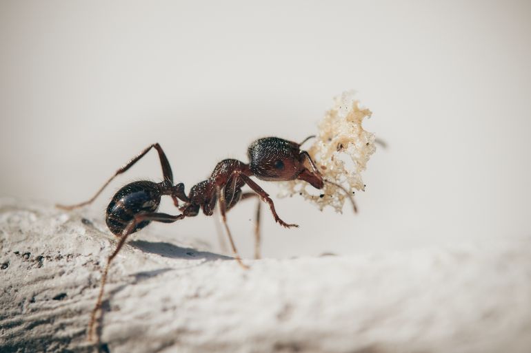 من بيكسابي: نمل نملة ant