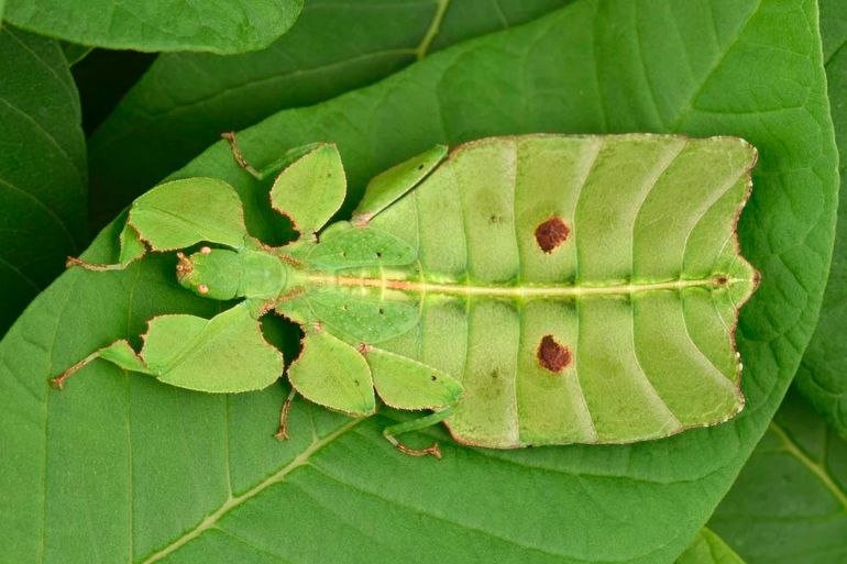 A female Phyllium asekiense, a leaf insect from Papua New Guinea. PHOTO BY RENÉ LIMOGES /Insectarium de Montréal