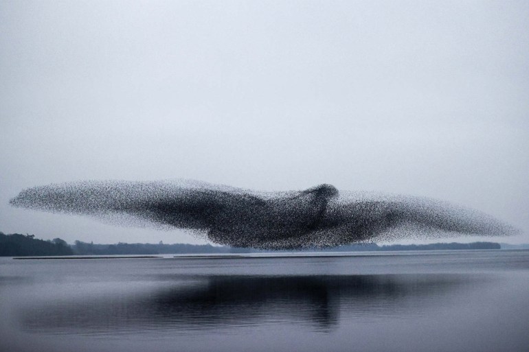 Starlings fly together to make an enormous bird - source: James Crombie - الصور من موقعك New Scientist Photography