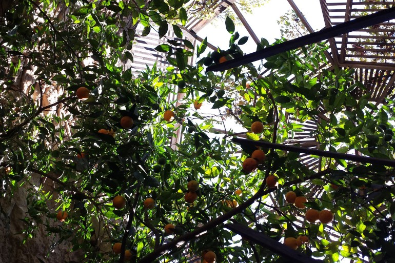 شجرة برتقال ما زالت مثمرة بعد أكثر من مئة عام