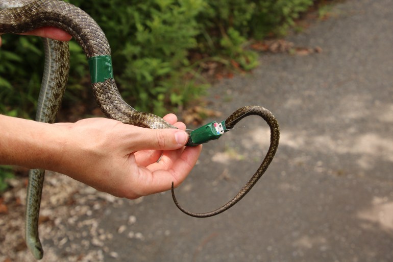 A Japanese rat snake is fit with a GPS transmitter that will allow researchers to track its movements over the next several weeks. (Photo by Hannah Gerke)