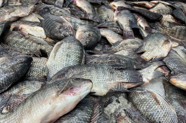 اقتصادي كيف وصلت مصر لمرحلة الاكتفاء الذاتي في إنتاج الأسماك؟