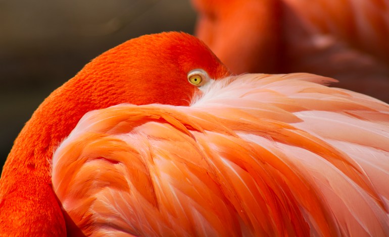 Flamingo hiding its face behind feathers