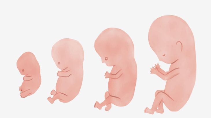 Stages of human fetal development; 3 months pregnant نمو الجنين خلال الأشهر الثلاثة الأولى من الحمل