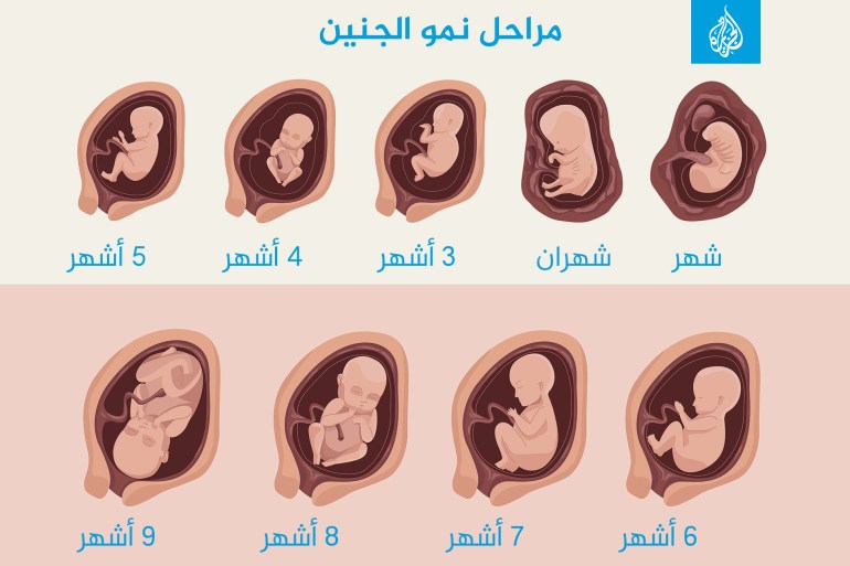 مراحل-نمو-الجنين-2 مراحل نمو الجنين إنفوغراف
