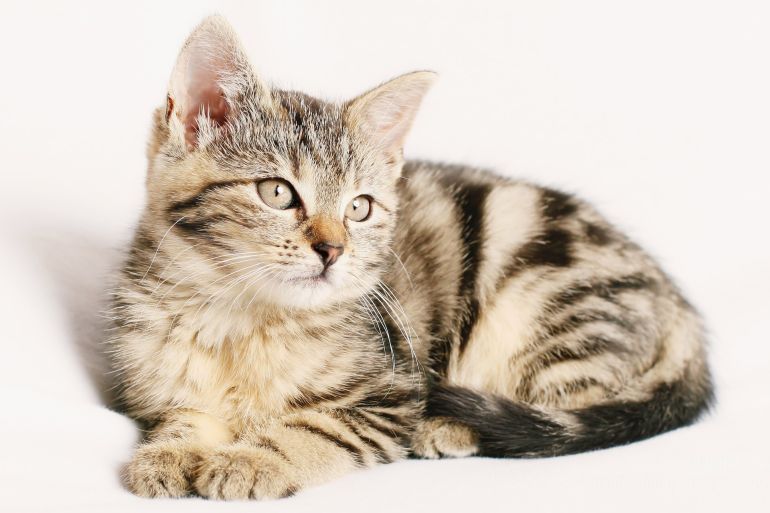 حجم جمجمة القطط الأليفة قد تقلص بنسبة 25% مقارنة بأقرانها في البرية (بيكسابي)