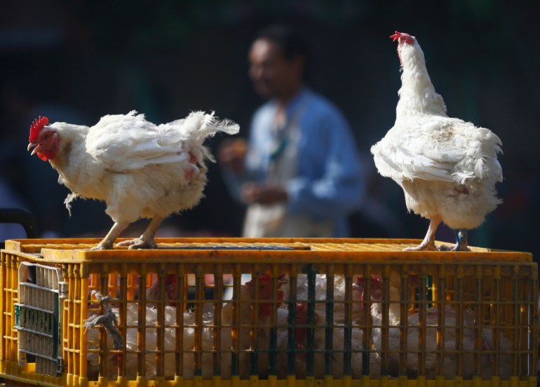 A man walks past live chickens on the outskirts of Cairo, December 4, 2014. Another Egyptian has died of H5N1 bird flu, bringing the total number of deaths in Egypt from the virus to seven this year out of 14 identified cases, the health ministry said on Wednesday. REUTERS/Amr Abdallah Dalsh (EGYPT - Tags: ANIMALS ENVIRONMENT HEALTH)