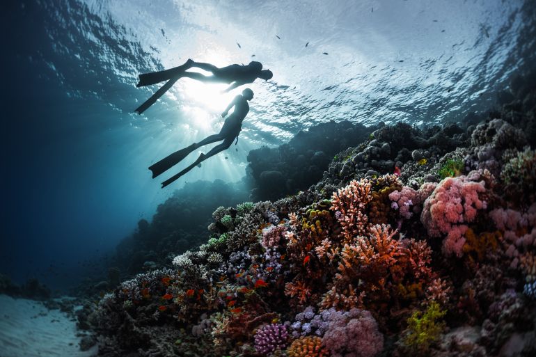 freedivers swimming underwater over vivid coral reef. Red Sea, Egypt