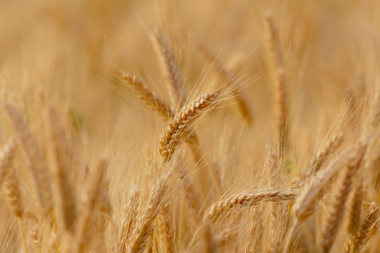 القمح سيزيد إنتاجه في العالم بنسبة 17 بالمائة (بيكسابي)