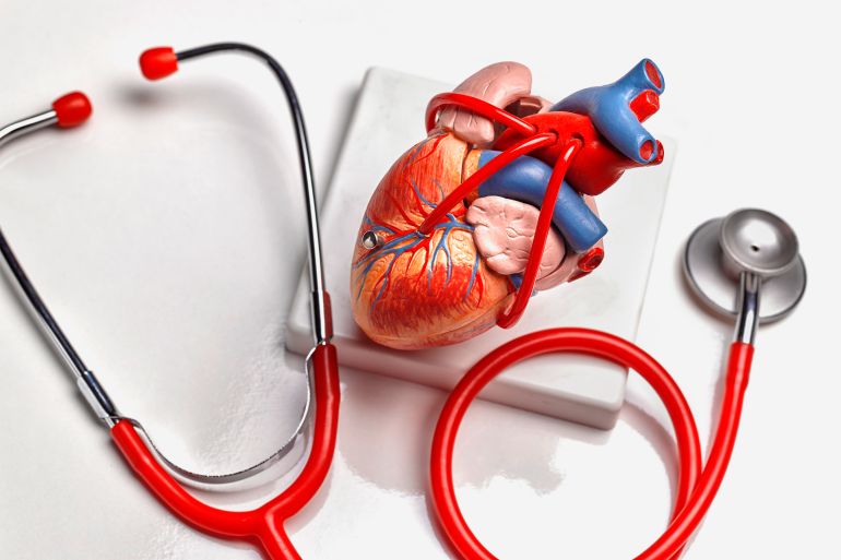 Anatomical model of human heart - stock photo Educational model of human heart القلب مع سماعة طبية غيتي 1144994181