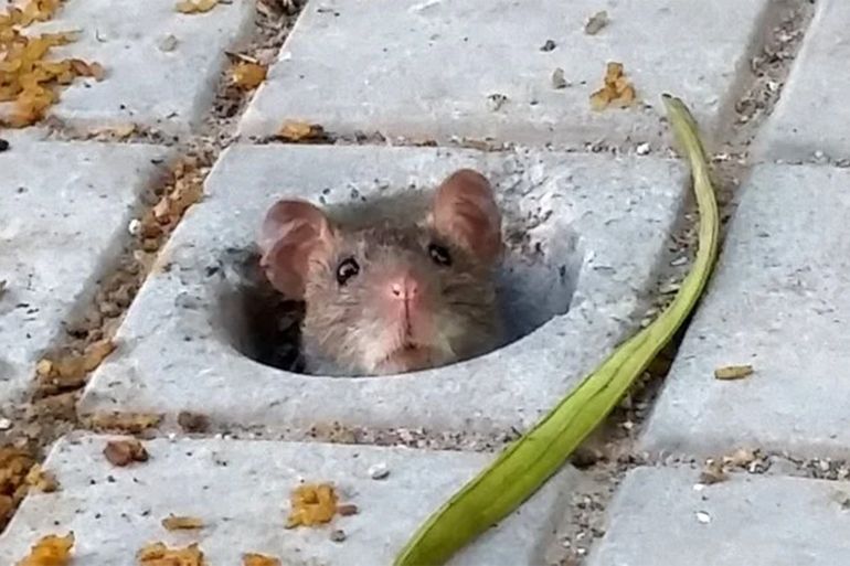يُنظر إلى الجُـرذ وابن عمه الفأر على أنهما حيوانات قذرة ناشرة للأمراض (غيتي إيميجز)