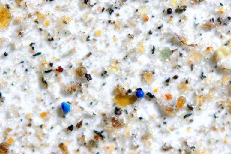 جسيمات بلاستيك دقيقة (اللون الأزرق) تحت المجهر (جامعة كورنيل)