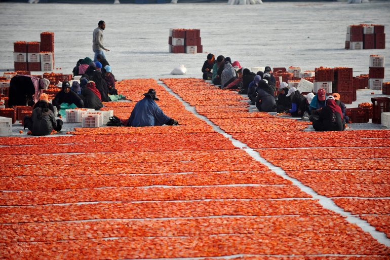 مصور يوثق عملية تجفيفا لطماطم في الأقصر جنوب مصر --