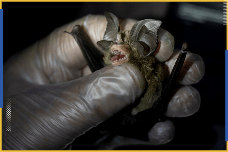 Phillip Alviola, a bat ecologist, holds a bat that was captured from Mount Makiling in Los Banos, Laguna province, Philippines, March 5, 2021. "What we're trying to look into are other strains of coronavirus that have the potential to jump to humans," said Alviola. "If we know the virus itself and we know where it came from, we know how to isolate that virus geographically." REUTERS/Eloisa Lopez SEARCH "LOPEZ BATS" FOR THIS STORY. SEARCH "WIDER IMAGE" FOR ALL STORIES TPX IMAGES OF DAY