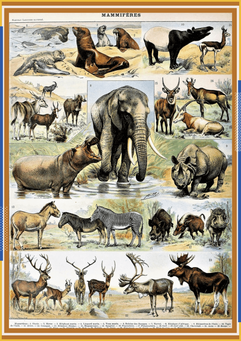 رسم توضيحي لبعض أنواع الثدييات