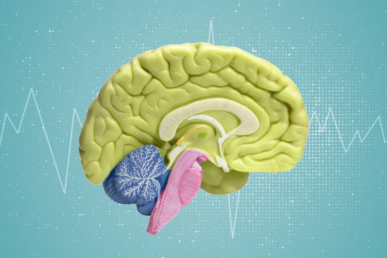 غلاف أجزاء الدماغ أجزاء الدماغ المخ (cerebrum) المخيخ (cerebellum) جذع الدماغ (brainstem) الذي ينظم الوظائف الحيوية ويسمح بالاتصال بالحبل الشوكي