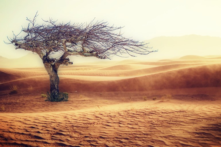 Desert Dryness Landscape Sand Tree Nature Drought المصدر: pixabay