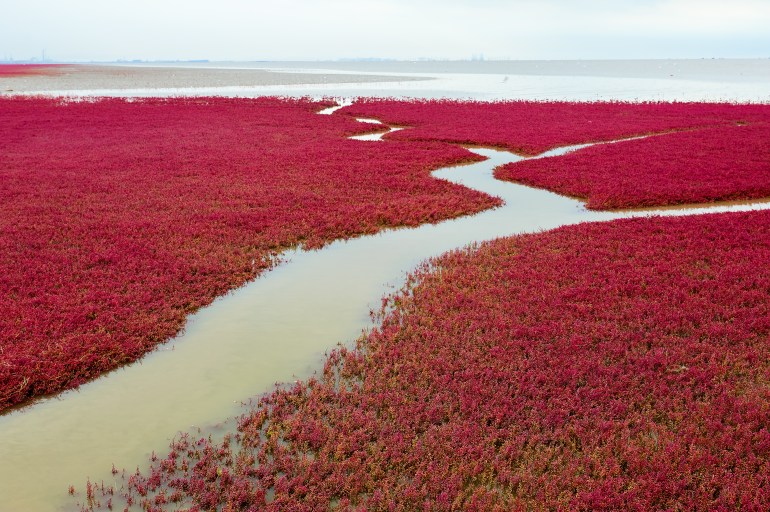 The Panjin city red beach landscape.