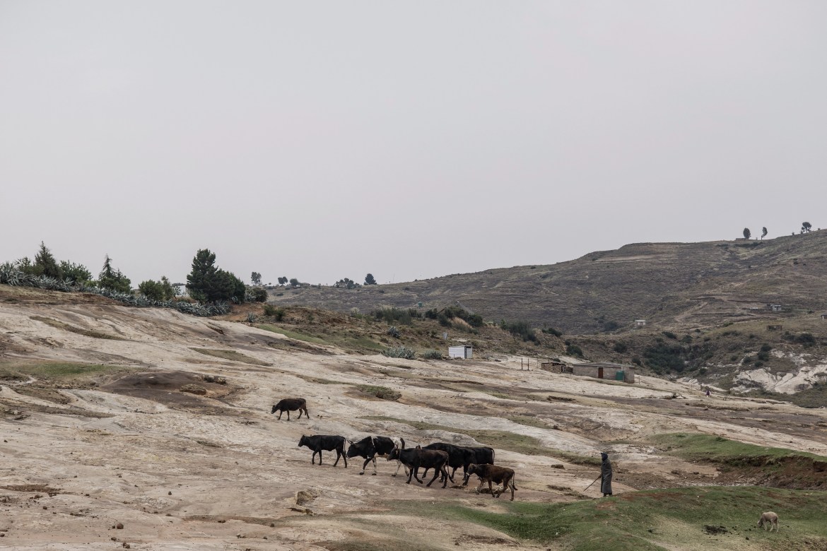 A herder drives his cattle on the Kome Caves site. [Marco Longari/AFP]