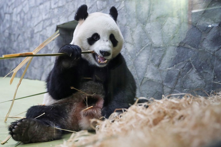 Ru Yi, a male giant panda, is seen behind a glass wall while eating bamboo inside an enclosure at the Moscow Zoo in the capital Moscow, Russia January 23, 2020. REUTERS/Evgenia Novozhenina