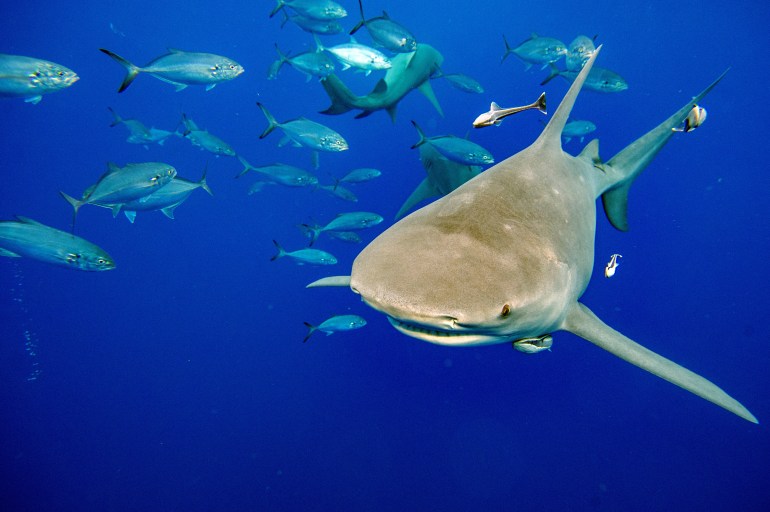 (FILES) In this file photo taken on February 11, 2022, a lemon shark, from the Carcharhinidae family, swims towards a group of divers and a bait box surround, followed by fish looking to get a bite of the sharks food, during a shark dive off of Jupiter, Florida, US. - Delegates at a global summit on trade on Friday November 25, 2022, approved the protection of 50 more shark species, a move that could drastically reduce the lucrative and cruel shark fin trade. One of the most hotly debated proposals of the International Trade in Endangered Species (CITES) summit Panama, the proposal was adopted by consensus on the final day of the meeting. (Photo by Joseph Prezioso / AFP)