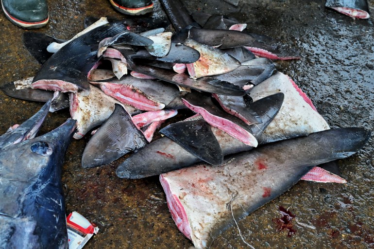 (FILES) In this file photo taken on June 16, 2022, shark fins are pictured at a fishing port in Banda Aceh, Indonesia. - Delegates at a global summit on trade on Friday November 25, 2022, approved the protection of 50 more shark species, a move that could drastically reduce the lucrative and cruel shark fin trade. One of the most hotly debated proposals of the International Trade in Endangered Species (CITES) summit Panama, the proposal was adopted by consensus on the final day of the meeting. (Photo by CHAIDEER MAHYUDDIN / AFP)