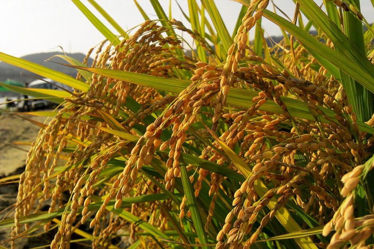 التركيبة الغذائية للمحاصيل الرئيسية مثل الأرز والقمح، ستتأثر بارتفاع مستويات الغاز الكربوني في الجو متاح مع ذكر المصدر