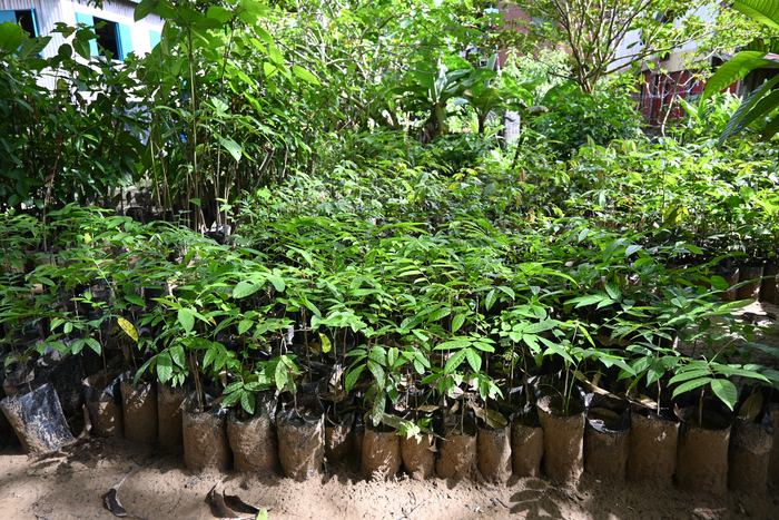 Seedlings of various species and ages growing in a nursery, soon to be planted in degraded forest adjacent to the Kinabatangan River, Sabah, Malaysian Borneo. المصدر eurekalert.