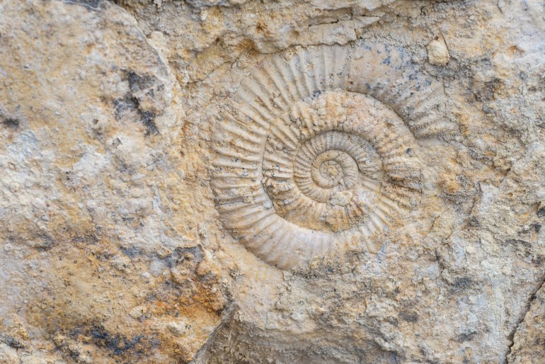 The imprint of a prehistoric ammonite shell in a stone. Paleontological preserved evidence of ancient life. Spiral fossil. Snail-like shell shutterstock_2119035899