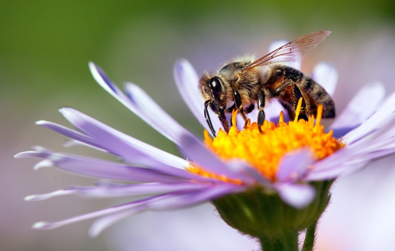 يمكن للباحثين استخدام نفس التقنية لمراقبة النحل والملقحات الأخرى (شترستوك)