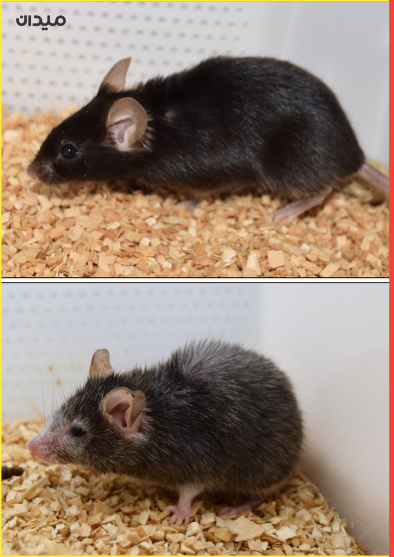  صورة لتوأم من الفئران خاص بتجارب سينكلير، الفأر بالأسفل تمت معالجته ليشيخ سريعا مقارنة بأخيه