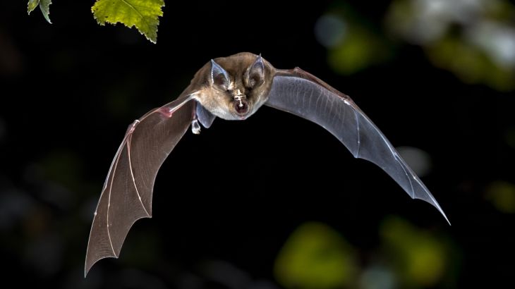 Flying bat hunting in forest. The Greater horseshoe bat (Rhinolophus ferrumequinum) occurs in Europe, Northern Africa, Central Asia and Eastern Asia. It is the largest of the horseshoe bats in Europe