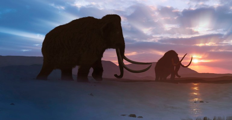 Artwork of the woolly mammoth (Mammuthus primigenius), or tundra mammoth. This animal lived during the Pleistocene epoch and into the early Holocene, and as such coexisted with humans. It was roughly the same size as a moden African elephant. Covered in thick hair, it was well adapted to the cold environment in which it lived - in northern America, Europa and Asia.
