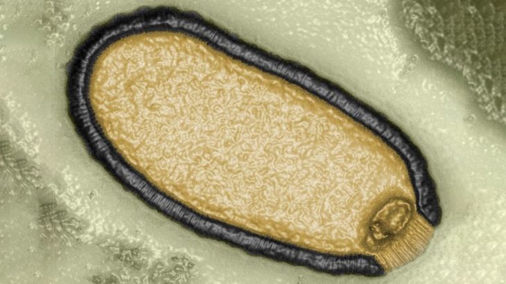 صورة محسّنة بالكمبيوتر لفيروس "Pithovirus sibericum" تم عزله من عينة تربة صقيعية عمرها 30 ألف عام في 2014. Credit: Jean-Michel Claverie/IGS/CNRS-AMU