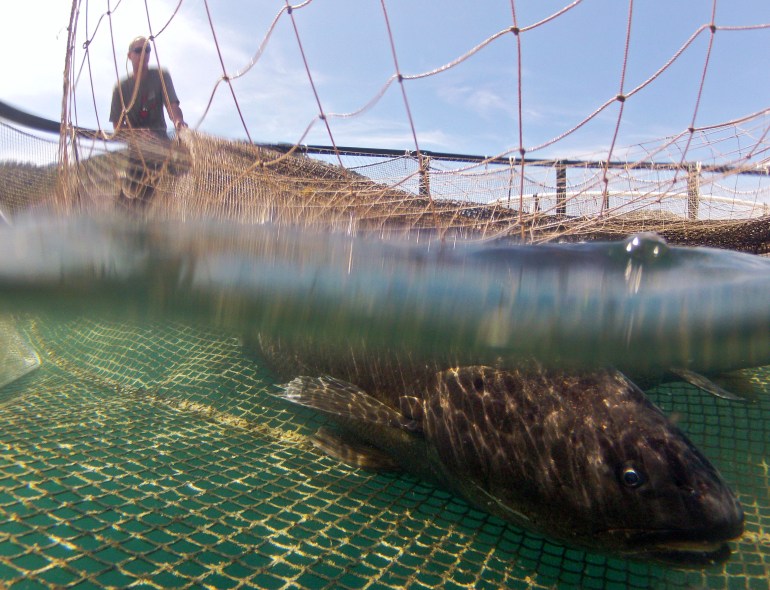 A meagre swims in a cage in Port Andratx