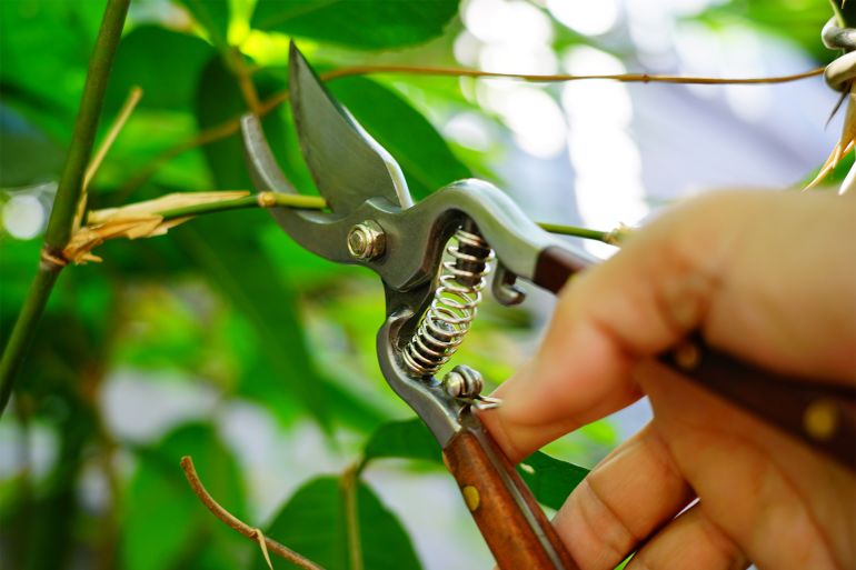 Pruning shears - stock photo Gardener pruning trees with pruning shears GettyImages-1300422369