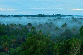 يمكن لغابات الأمازون المطيرة أن تمتص ما يصل إلى 26000 طن متري من الجسيمات كل عام