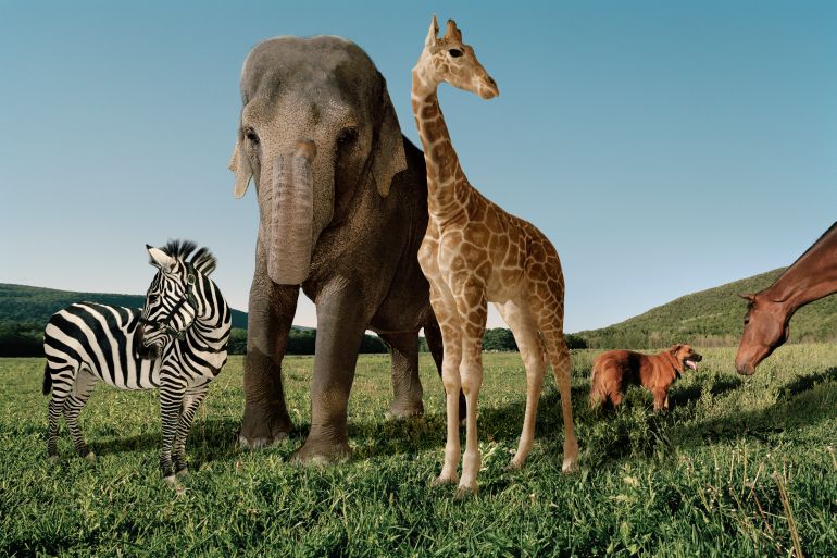 zebra, elephant, giraffe, dog and horse in a grassy field GettyImages-82601767