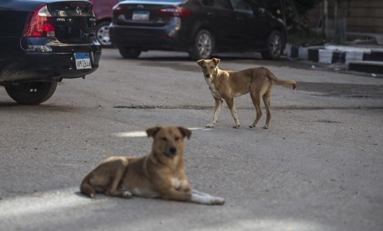 Stray dogs are seen in a street in the Egyptian capital Cairo on December 12, 2018. - In Egypt, stray dogs, commonly referred to as 'baladi dogs', are widely viewed as unsanitary and dirty. They are typically seen running about the streets and scavenging garbage for food. There are no official data on the size of the stray dogs' population but activists say they are running loose in millions. Animal rights advocates have sought to offer solutions to the crisis, actively removing dogs from the streets and giving them homes. (Photo by Khaled DESOUKI / AFP)