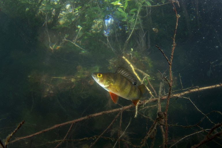 European perch during day dive. Perch is hiding in the brushwood in water . Underwater life.