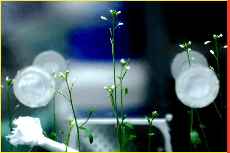 Photo taken on Aug. 29, 2022 shows the experimental unit of same Arabidopsis seedling samples used in China's Wentian lab module at the Center for Excellence in Molecular Plant Sciences under the Chinese Academy of Sciences in Shanghai, east China. (Xinhua/Zhang Jiansong)