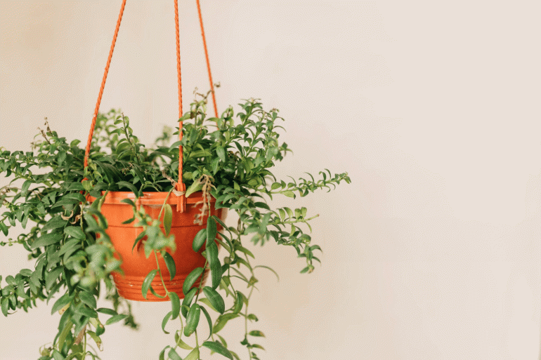 English or European, Ivy vines in potted hanging on backdrop of white wall in living room with copy space, Home decor with Popular indoors plants air purification minimal style near window or terrace.