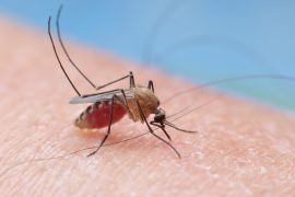 Culex mosquito on human skin bite and sucking blood.